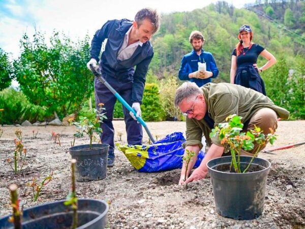Новый сорт розы «Курорт «Роза Хутор»» от селекционера Романа Усынина