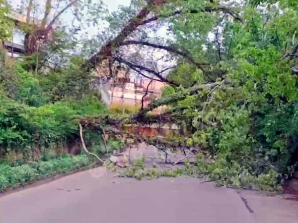 В Сочи перекрыто движение из-за упавшего дерева, повредившего газопровод
