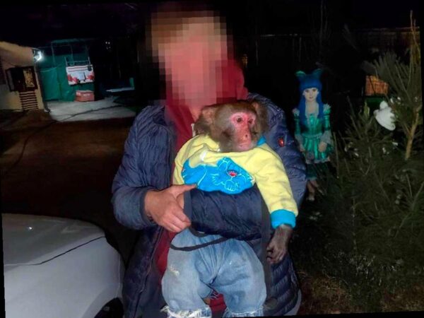 Сочи готовится к избавлению от фотографов-живодеров