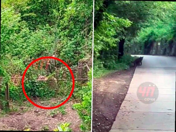 Медведица с медвежатами появилась в селе Верхний Юрт