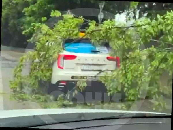 Дерево упало на проезжающий автомобиль в Дагомысе