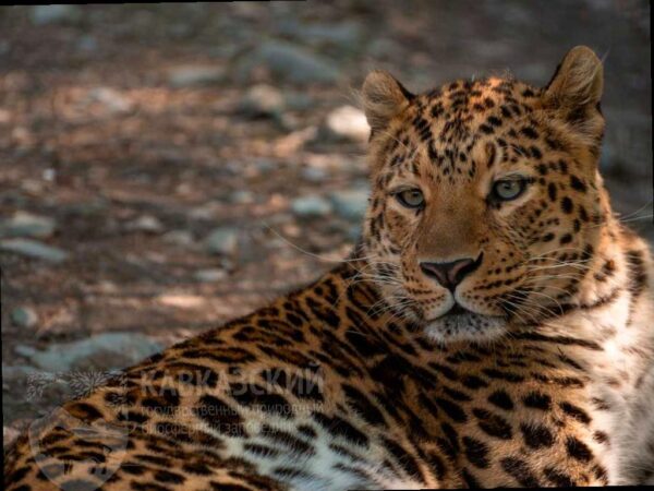 День леопарда отметят в Сочи: мастер-классы и экскурсии в Кавказском заповеднике