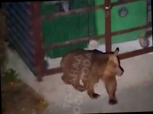 Медведица напала на прохожих в Красной Поляне