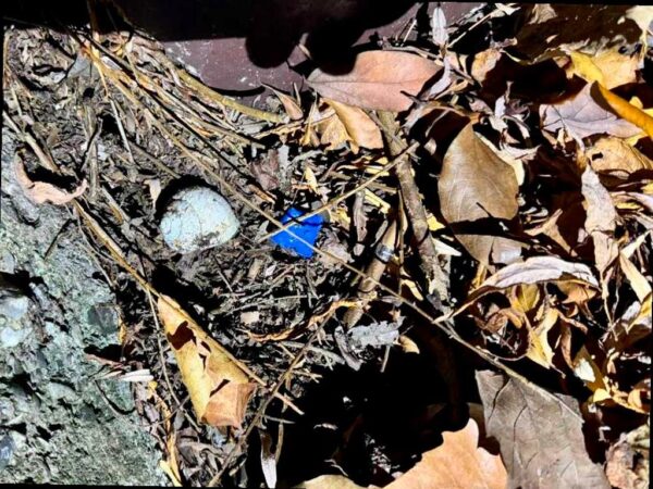 Сочинская полиция задержала наркокурьера из Ростова