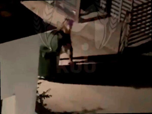 Ночью в Эстосадоке медведь украл мусорный контейнер