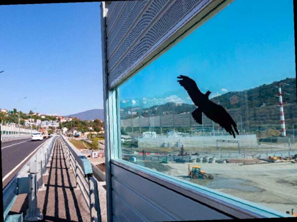 Дорожники в Сочи защищают птиц с помощью наклеек