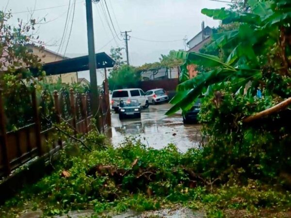 Сочи столкнулось с последствиями непогоды: ливни и падающие деревья