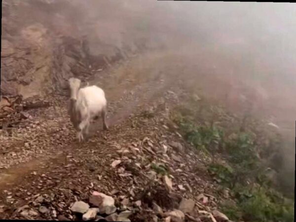 Дикая корова встретила туристов в Сочи