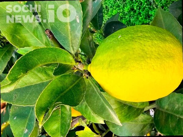 В Сочи зафиксирована крупнейшая вспышка средиземноморской плодовой мухи за последние годы