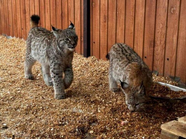 Двое молодых рысят поселились в вольерном комплексе «Лаура» Кавказского заповедника. Малыши, приобретенные из охотхозяйства Подмосковья, уже несколько месяцев живут здесь и стали любимцами сотрудников.