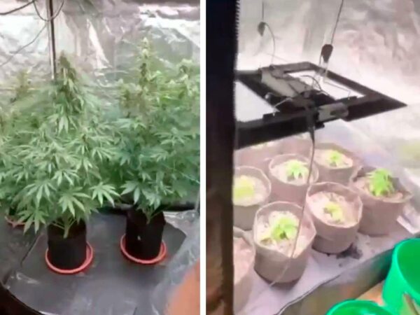 В Сочи нашли плантацию конопли в квартире