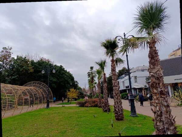 Готовим пальмы и экзотические растения в Сочи перед зимой