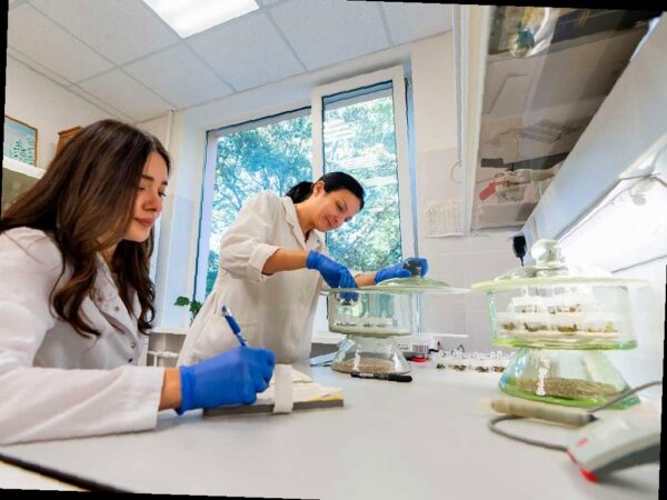 В Сочи выращивают морозостойкий чай