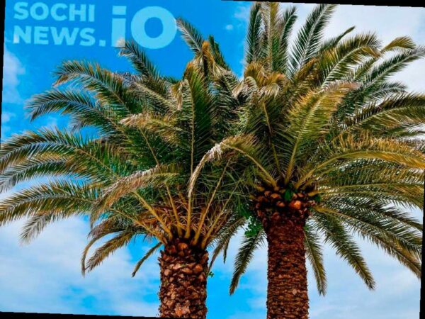 В России обсуждают создание комиссии по защите пальм в Сочи
