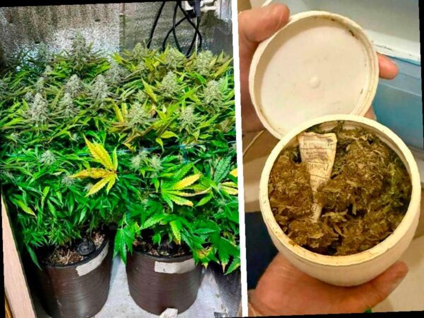 Житель Сочи создал наркоферму у себя дома