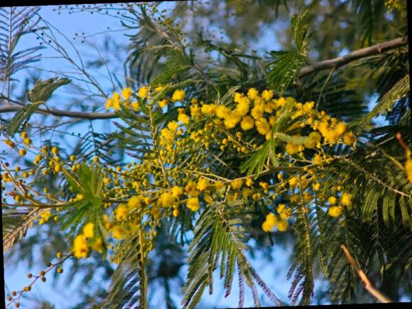 В парке «Дендрарий» цветет мимоза