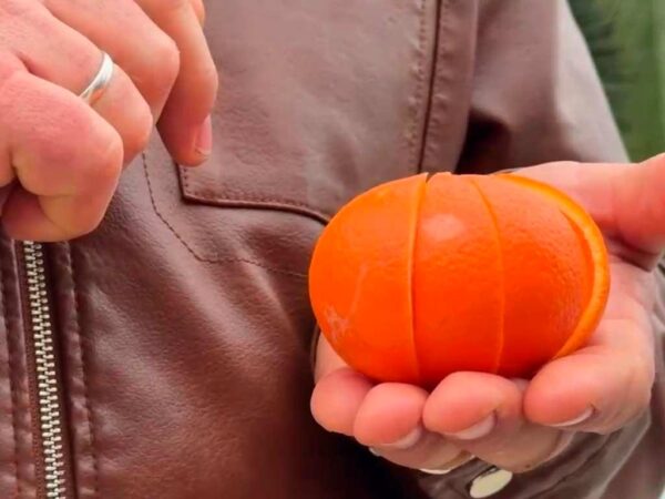 В Абхазии появился новый сорт цитрусовых — миннеола