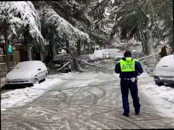 Сильный снегопад повалил дерево в Сочи