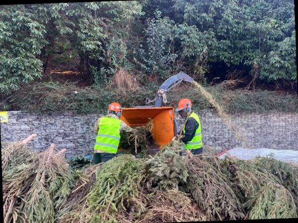 Сочинцы могут отдать новогодние елки на переработку