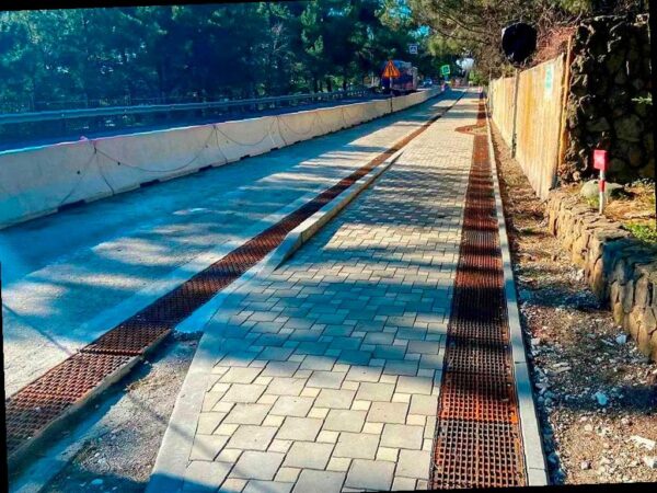 На трассе «Джубга – Сочи» посадили почти три сотни реликтовых деревьев