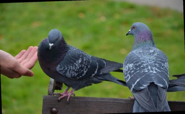 В России могут штрафовать за кормление голубей: в чем причина и когда