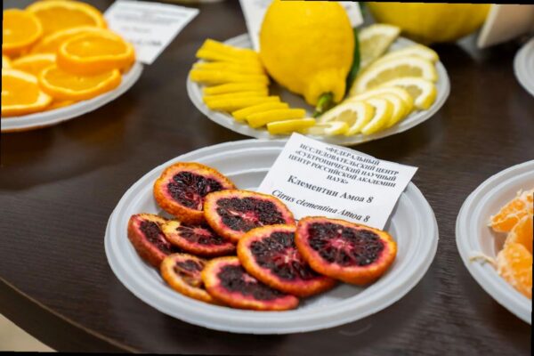 В Сочи учёные представили новые сорта и гибриды цитрусовых культур