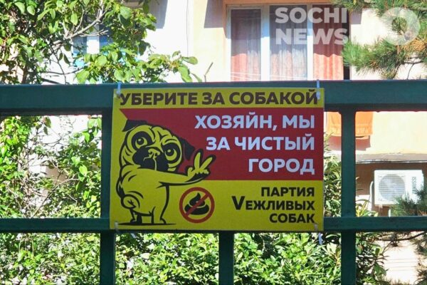 В России вводят новые стандарты для выгула собак