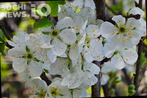 Солнце или дожди: какая погода будет в Сочи на этой неделе
