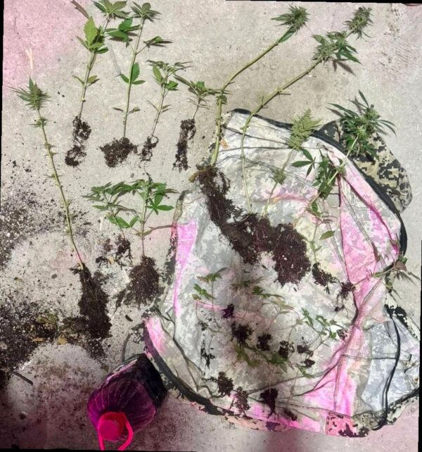 В Сочи полицейские обнаружили плантацию конопли в частном доме