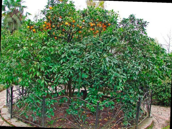 В Сочи планируют отремонтировать павильон ботанического сада «Дерево Д