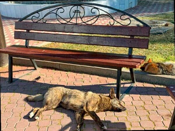 В Сочи с 16 по 22 марта пройдет массовый отлов бездомных собак