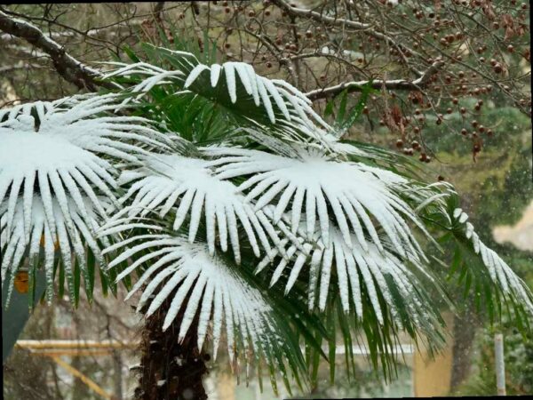 В предгорьях и горах Сочи прогнозируют снег и гололед