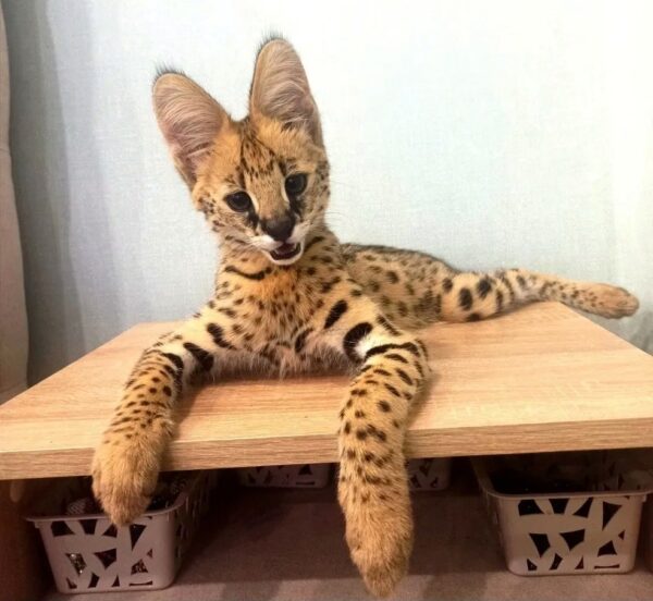 Попытка контрабанды: в Сочи пресекли вывоз редкого сервала с поддельны