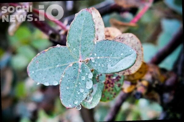В Сочи ожидается прохладная и дождливая неделя
